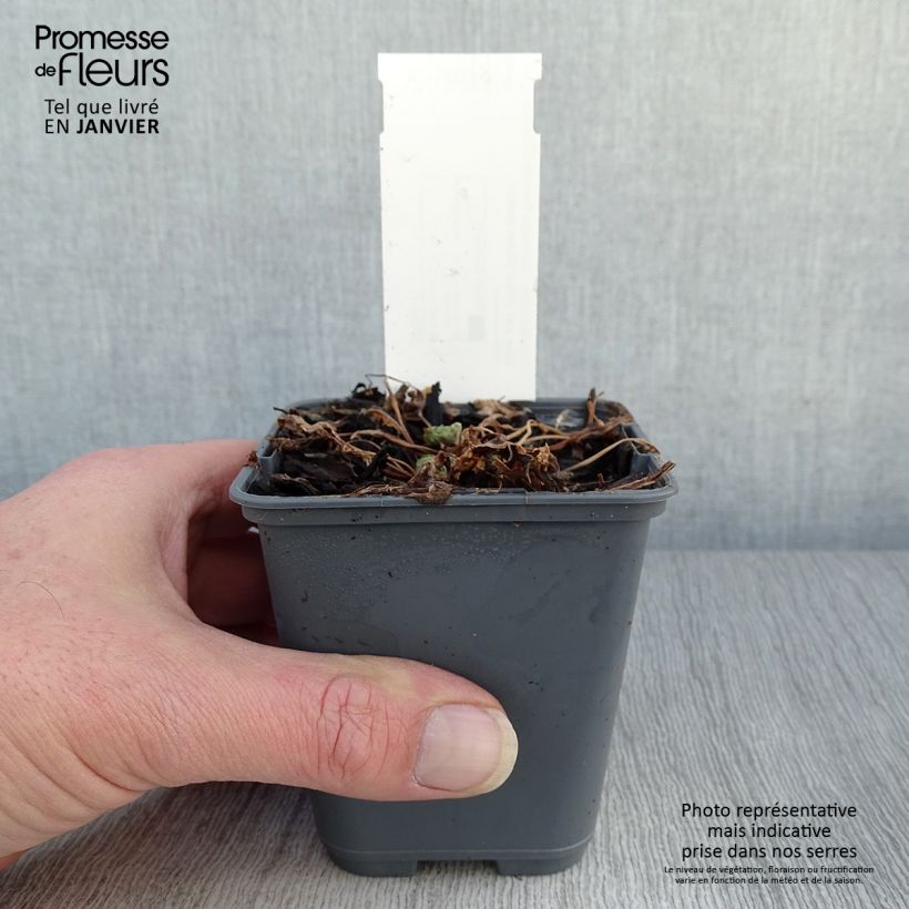 Aquilegia flabellata Cameo Blue and White Maceta de 8/9 cm Ejemplar entregado en invierno