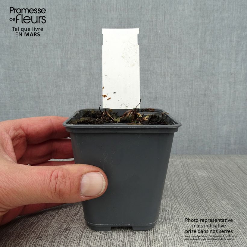 Aquilegia flabellata Cameo White Maceta de 8/9 cm Ejemplar entregado en invierno