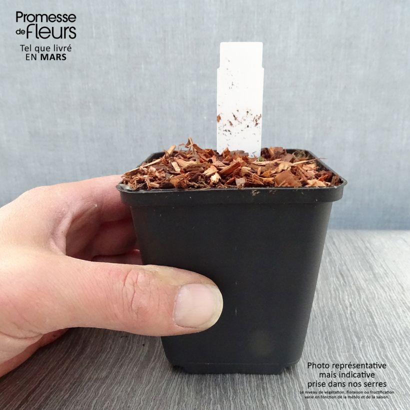 Aquilegia flabellata Cameo White Maceta de 8/9 cm Ejemplar entregado en la primavera