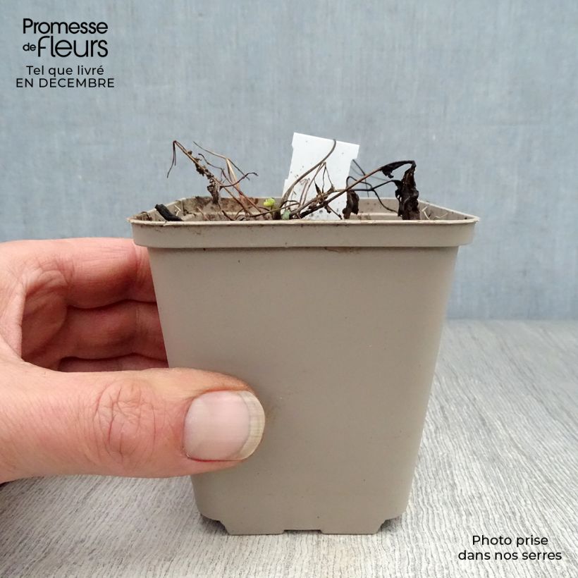 Aquilegia flabellata Ministar Maceta de 8/9 cm Ejemplar entregado en invierno