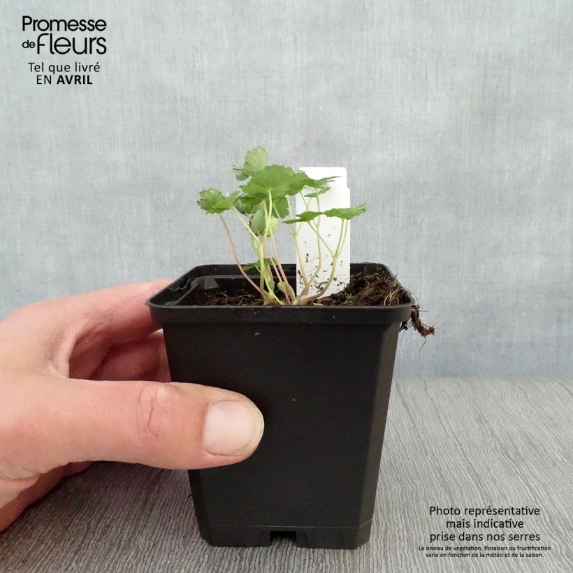 Aquilegia flabellata Ministar Maceta de 8/9 cm Ejemplar entregado en la primavera