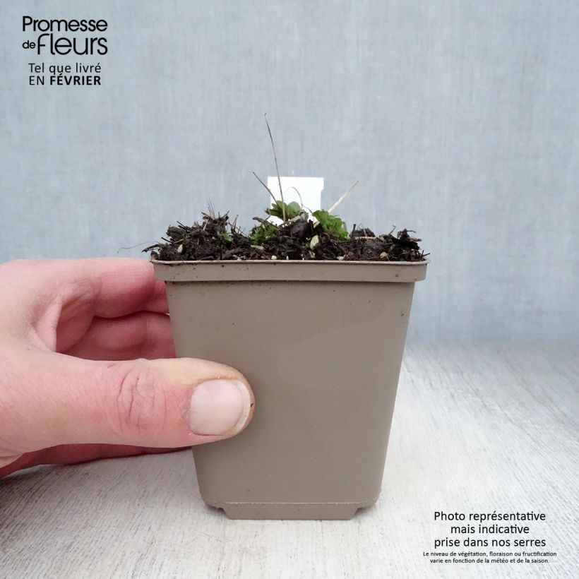 Aquilegia vulgaris Ruby Port Maceta de 8/9 cm Ejemplar entregado en invierno