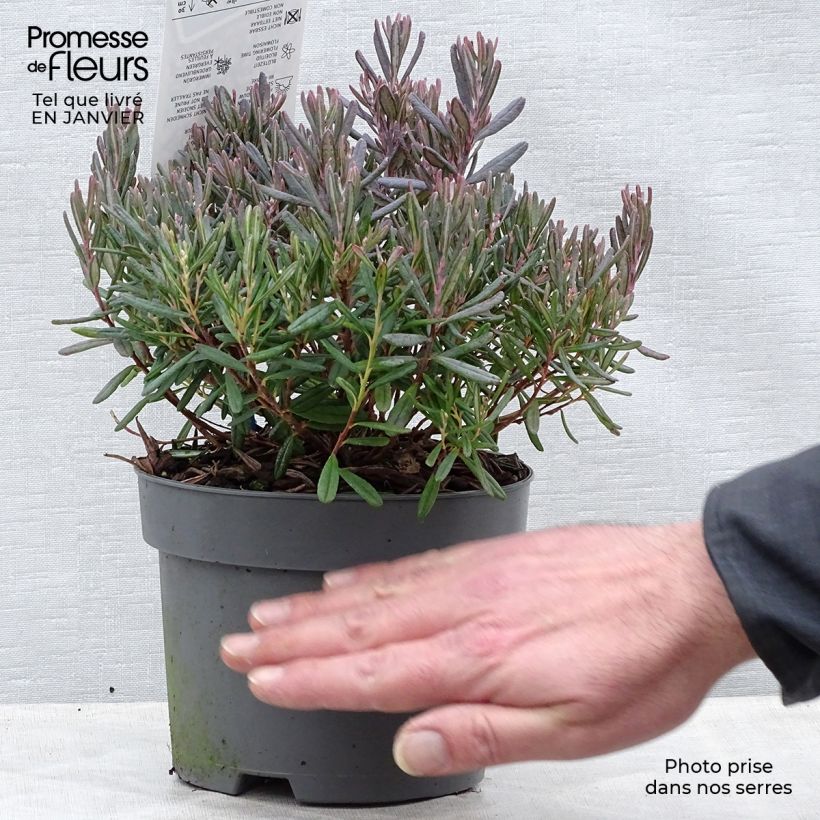 Andromeda polifolia Blue Ice - Romero de pantano Maceta 2L/3L Ejemplar entregado en invierno
