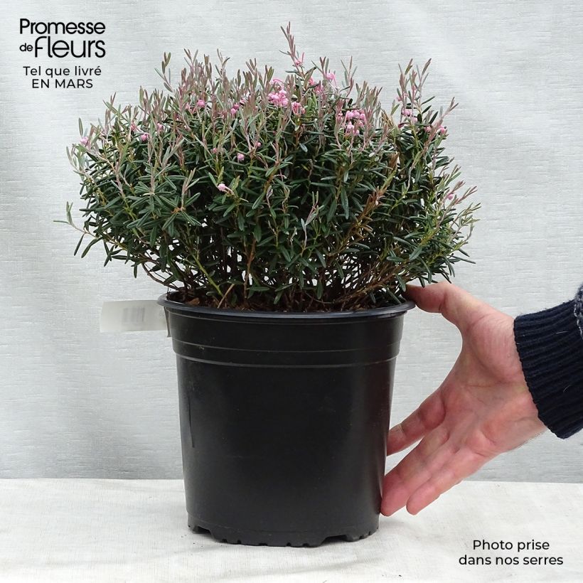 Andromeda polifolia Blue Lagoon - Romero de pantano Maceta 2L/3L Ejemplar entregado en invierno