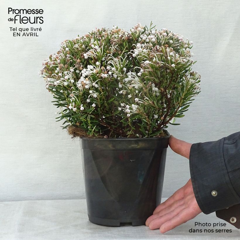 Andromeda polifolia Compacta - Romero de pantano Maceta 2L/3L Ejemplar entregado en la primavera