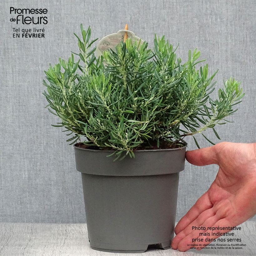 Ejemplar de Andromeda polifolia Compacta - Romero de pantano Maceta 2L/3L entregado en otoño