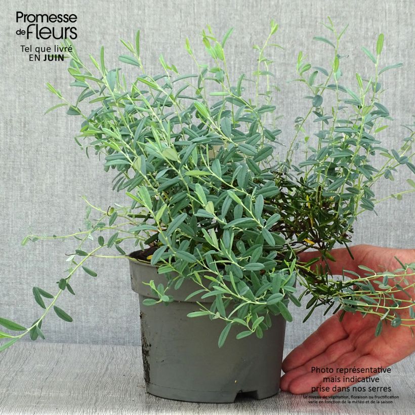 Ejemplar de Andromeda polifolia Blue Ice - Romero de pantano Maceta 2L/3L entregado en verano