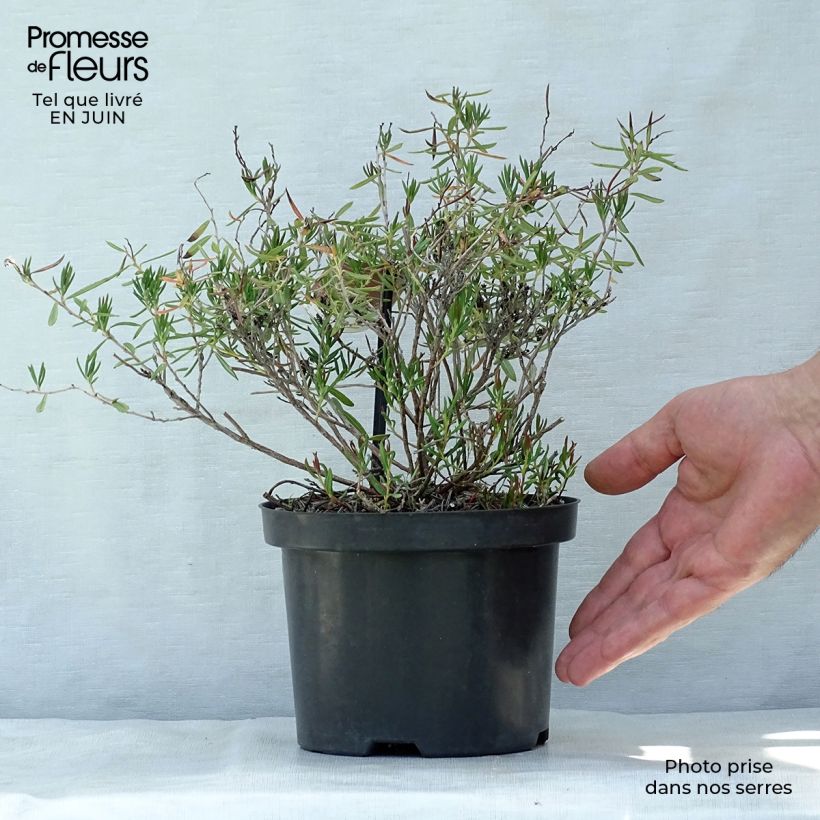 Ejemplar de Andromeda polifolia Nikko - Romero de pantano Maceta 2L/3L entregado en verano