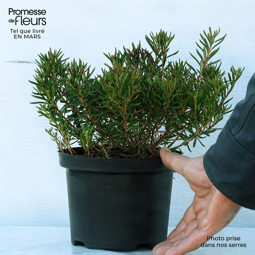 Andromeda polifolia Nikko - Romero de pantano Maceta 2L/3L Ejemplar entregado en la primavera