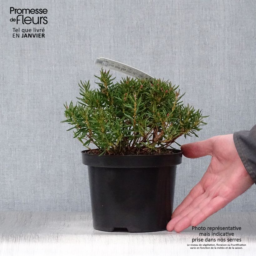 Andromeda polifolia Nikko - Romero de pantano Maceta 2L/3L Ejemplar entregado en invierno