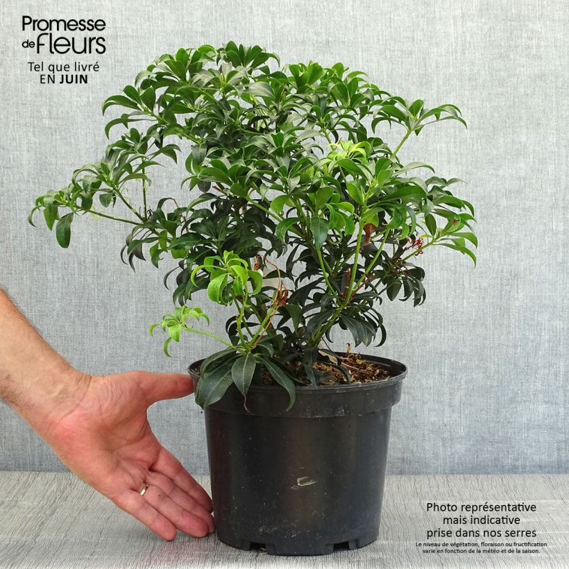 Ejemplar de Pieris japonica Bonfire - Andrómeda Maceta 3L/4L entregado en verano