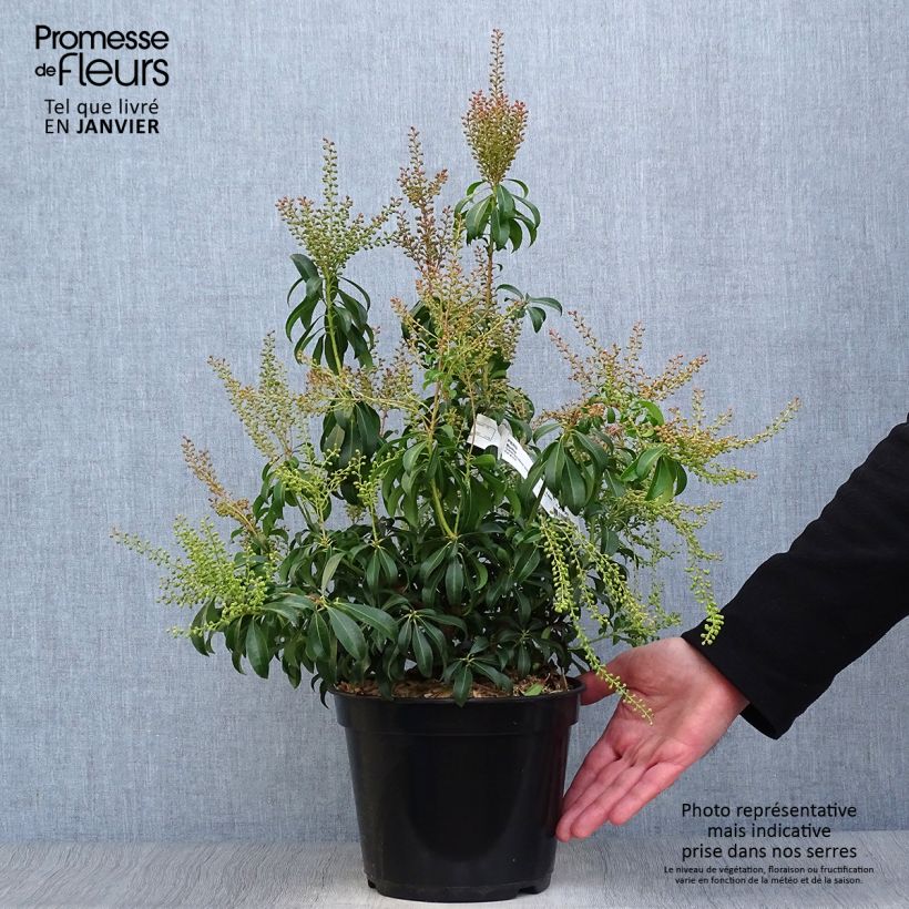 Pieris japonica Bonfire - Andrómeda Maceta 3L/4L Ejemplar entregado en invierno