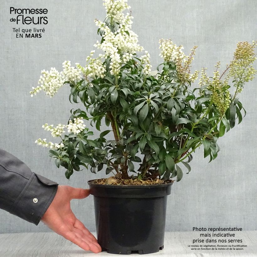 Pieris japonica Bonfire - Andrómeda Maceta 3L/4L Ejemplar entregado en la primavera