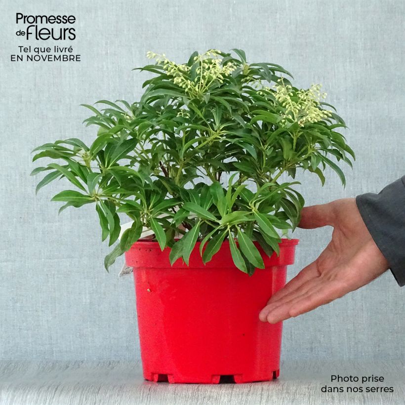 Ejemplar de Pieris japonica Forest Flame - Andrómeda Maceta 2L/3L entregado en otoño