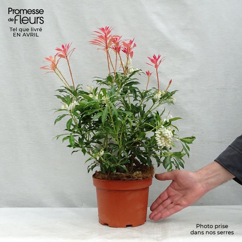 Pieris japonica Forest Flame - Andrómeda Maceta 2L/3L Ejemplar entregado en la primavera
