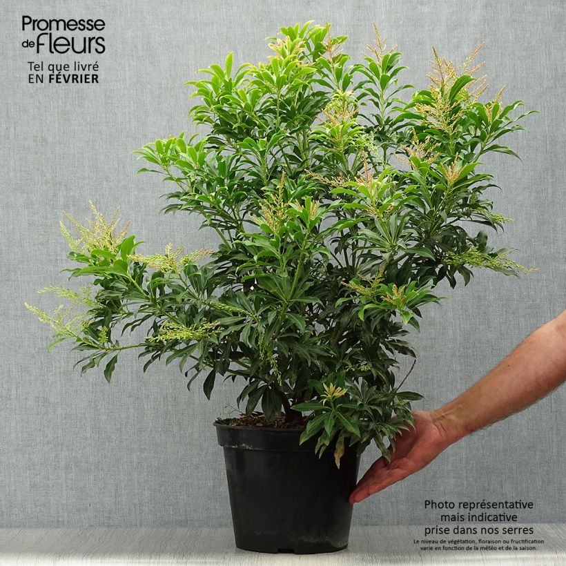Ejemplar de Pieris japonica Forest Flame - Andrómeda Maceta 7,5L/10L entregado en otoño