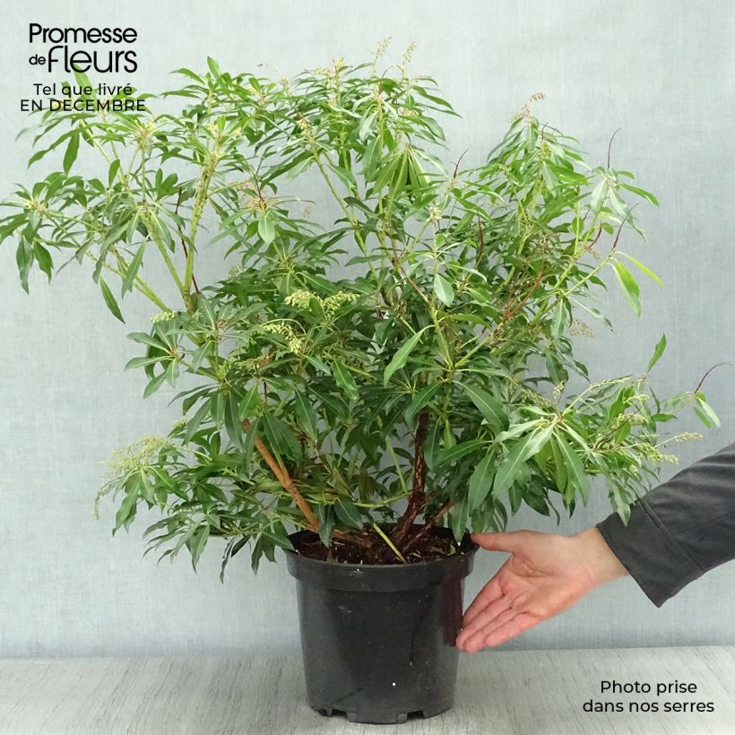 Pieris japonica Forest Flame - Andrómeda Maceta 7,5L/10L Ejemplar entregado en invierno
