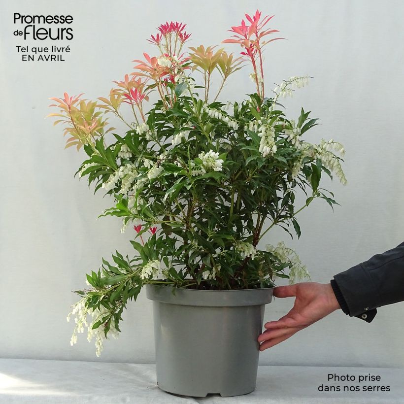 Pieris japonica Forest Flame - Andrómeda Maceta 7,5L/10L Ejemplar entregado en la primavera
