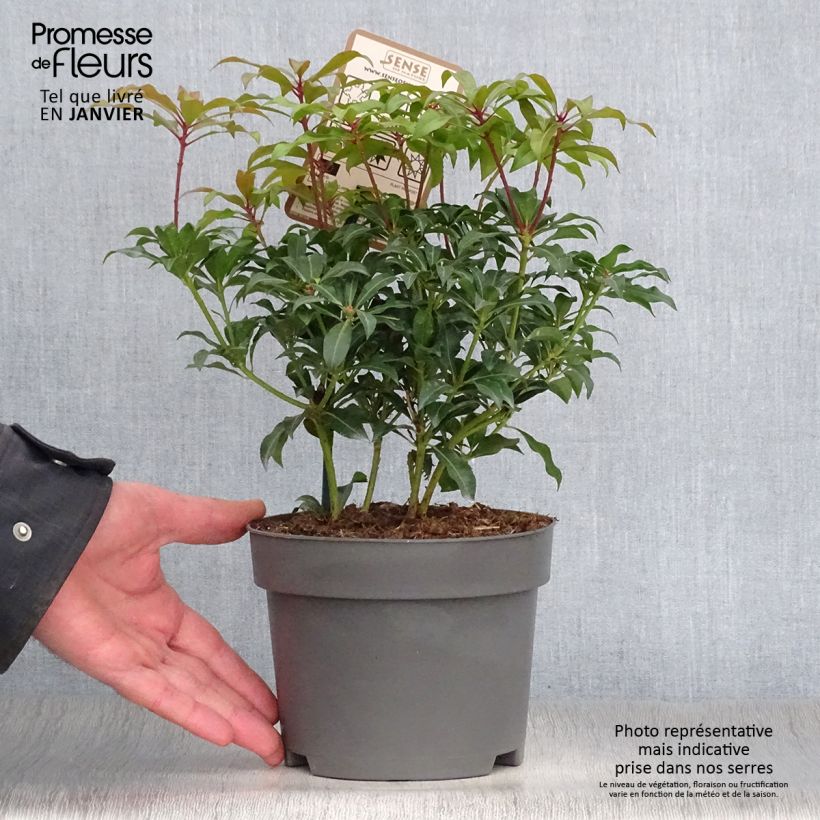 Pieris japonica Mountain Fire - Andrómeda Maceta 2L/3L Ejemplar entregado en invierno