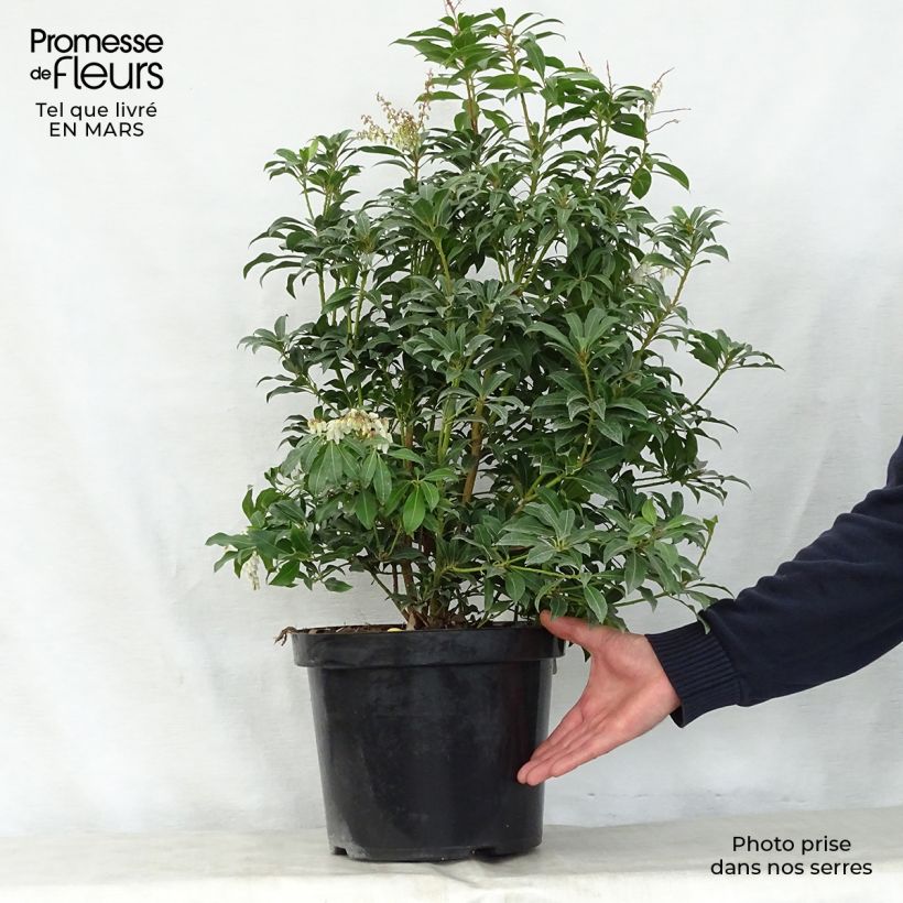 Pieris japonica Mountain Fire - Andrómeda Maceta 2L/3L Ejemplar entregado en la primavera