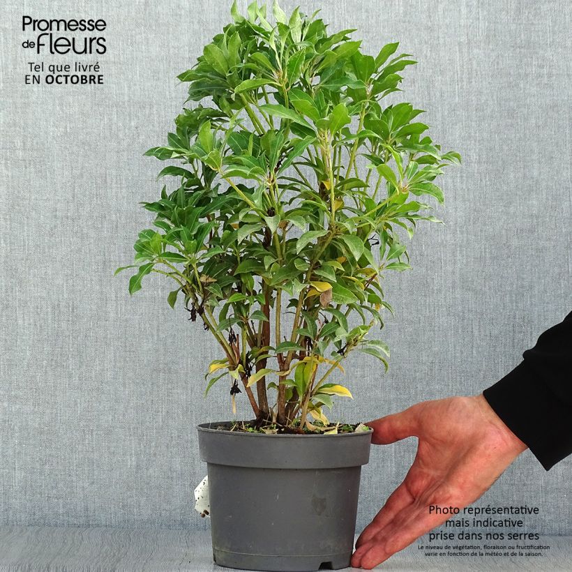 Ejemplar de Pieris japonica Mountain Fire - Andrómeda Maceta 2L/3L entregado en otoño