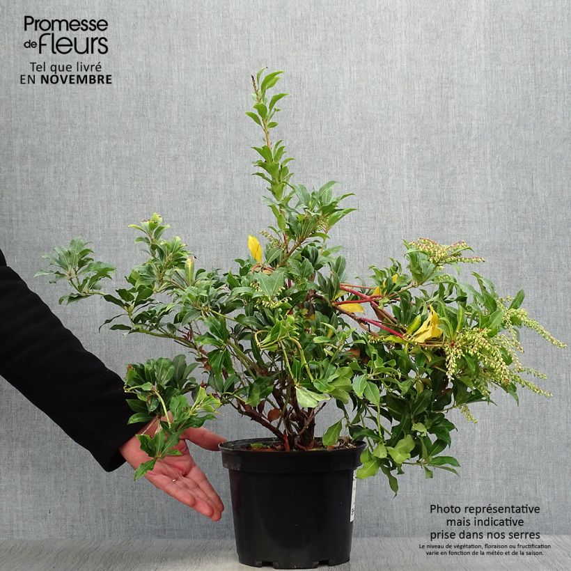 Ejemplar de Pieris japonica Mountain Fire - Andrómeda Maceta 4L/5L entregado en otoño