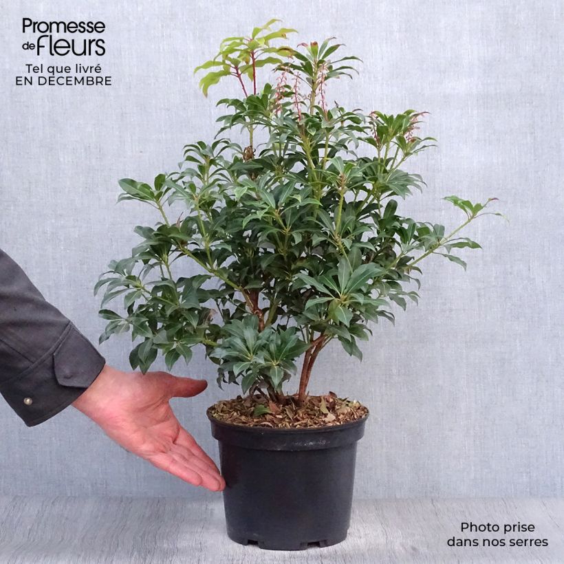 Pieris japonica Mountain Fire - Andrómeda Maceta 4L/5L Ejemplar entregado en invierno