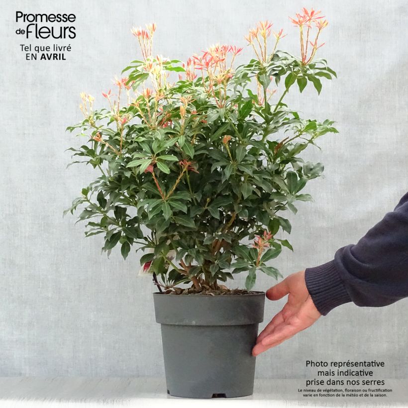 Pieris japonica Mountain Fire - Andrómeda Maceta 4L/5L Ejemplar entregado en la primavera