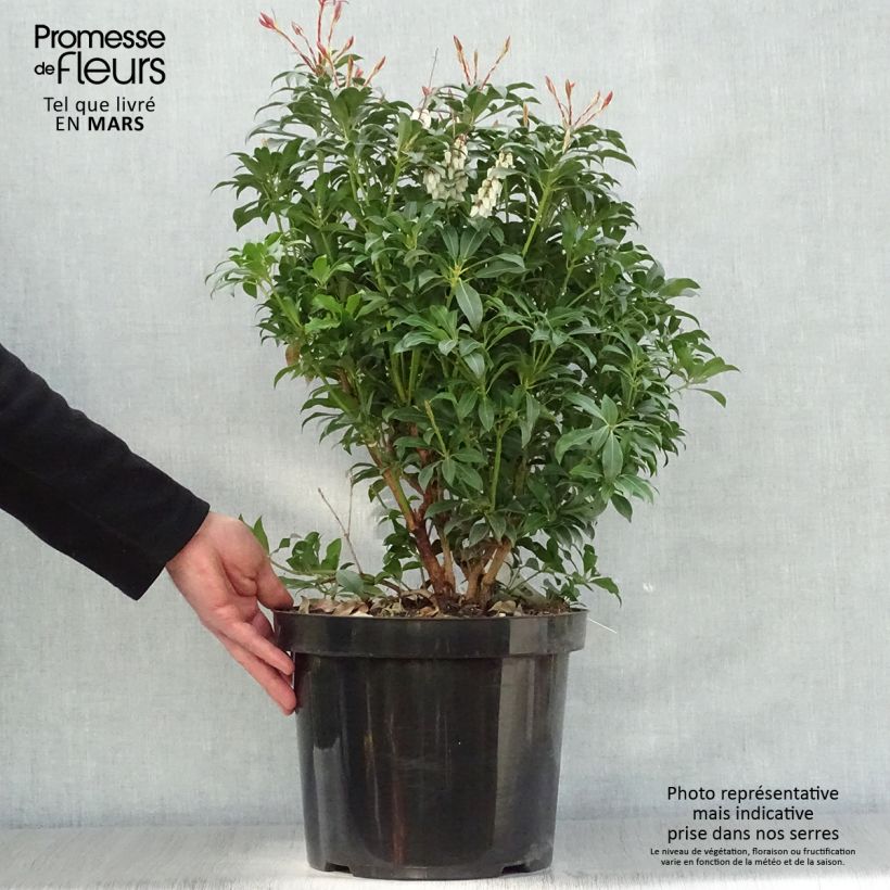 Pieris japonica Mountain Fire - Andrómeda Maceta 7,5L/10L Ejemplar entregado en la primavera