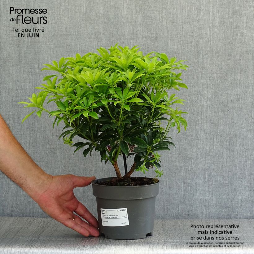 Ejemplar de Pieris japonica Valley Valentine - Andrómeda Maceta 2L/3L entregado en verano