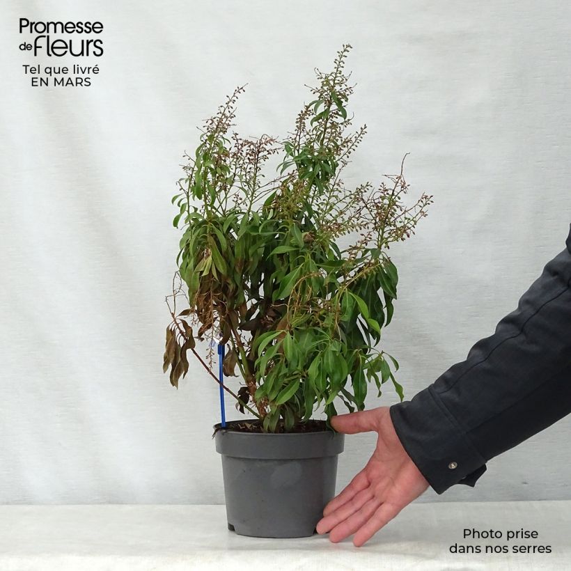 Pieris japonica Pink passion - Andrómeda Maceta 2L/3L Ejemplar entregado en la primavera