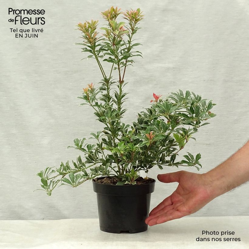Ejemplar de Pieris japonica Carnaval - Andrómeda Maceta 2L/3L entregado en verano