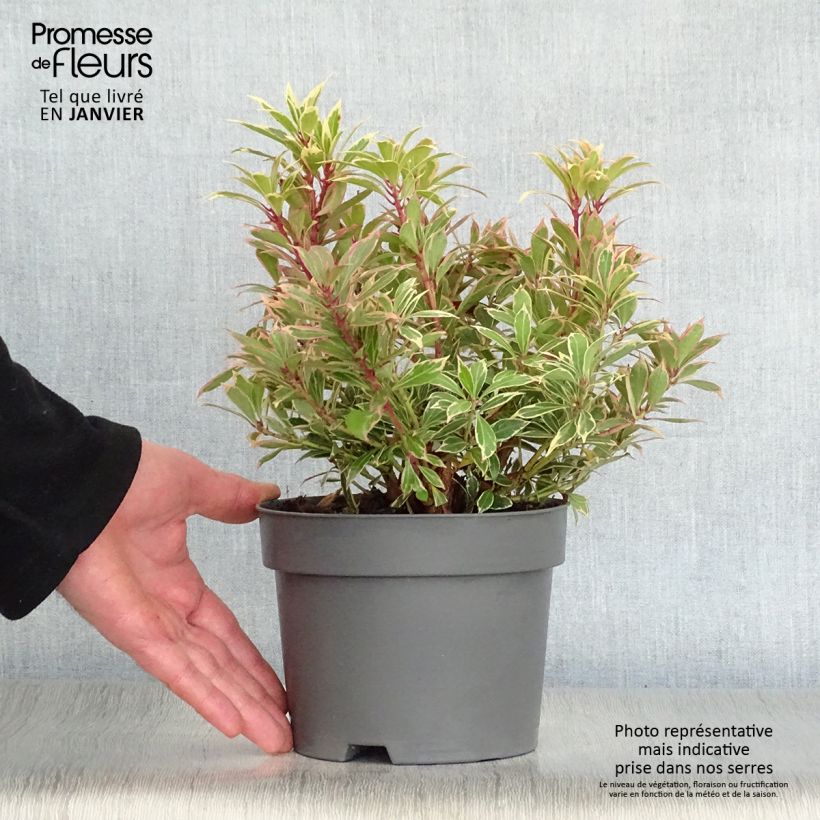 Pieris japonica Carnaval - Andrómeda Maceta 2L/3L Ejemplar entregado en invierno