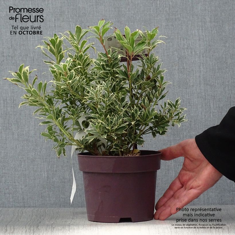Ejemplar de Pieris japonica Carnaval - Andrómeda Maceta 2L/3L entregado en otoño