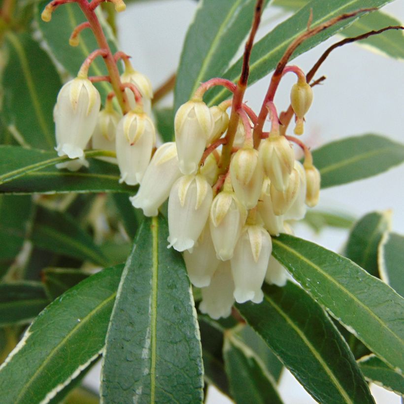 Pieris japonica Flaming Silver - Andrómeda (Floración)