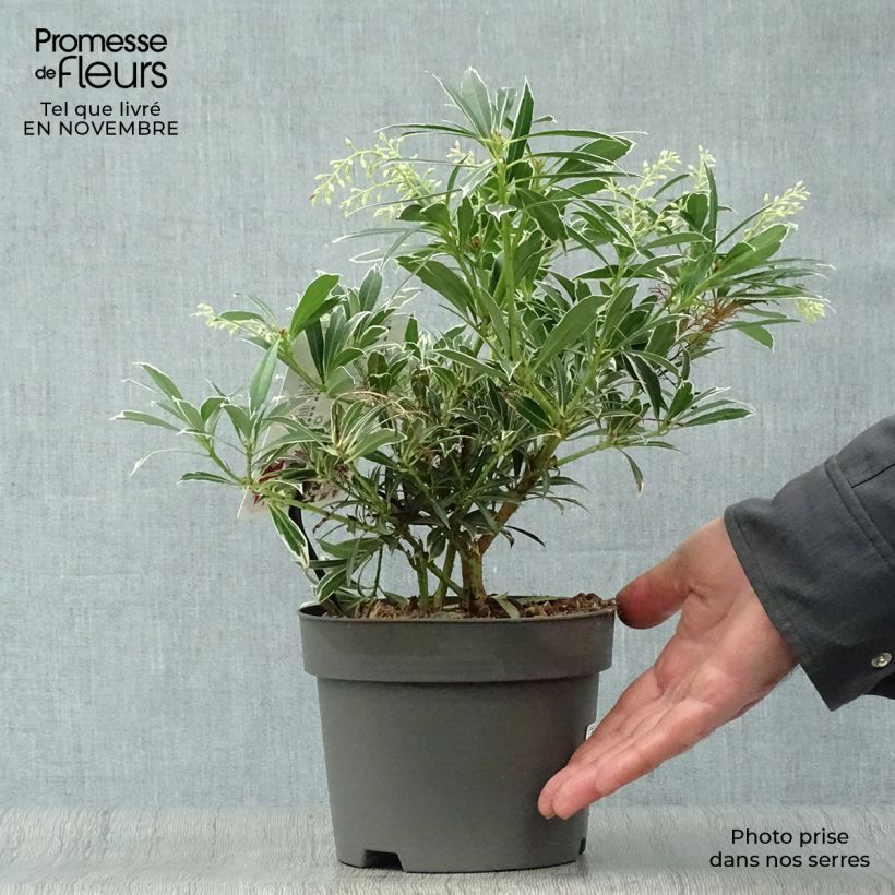 Ejemplar de Pieris japonica Flaming Silver - Andrómeda Maceta 2L/3L entregado en otoño