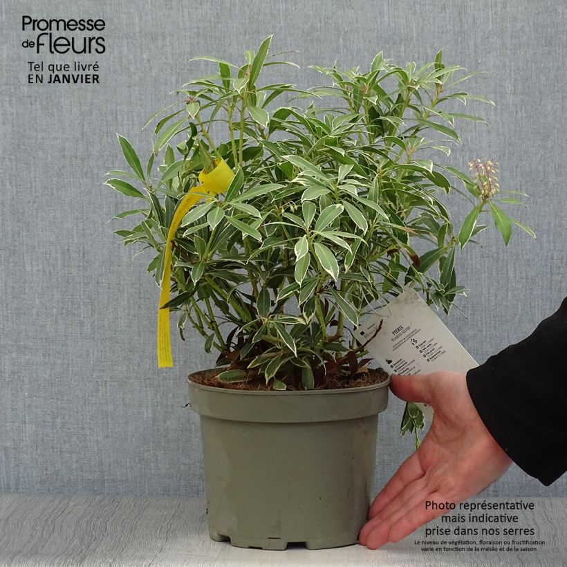 Pieris japonica Flaming Silver - Andrómeda Maceta 2L/3L Ejemplar entregado en invierno