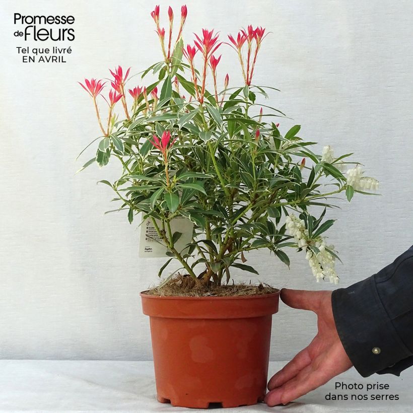 Pieris japonica Flaming Silver - Andrómeda Maceta 2L/3L Ejemplar entregado en la primavera