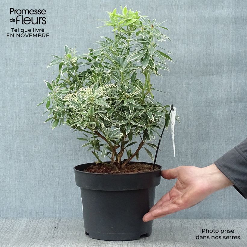 Ejemplar de Pieris japonica Flaming Silver - Andrómeda Maceta 4L/5L entregado en otoño