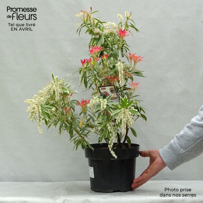 Pieris japonica Flaming Silver - Andrómeda Maceta 4L/5L Ejemplar entregado en la primavera