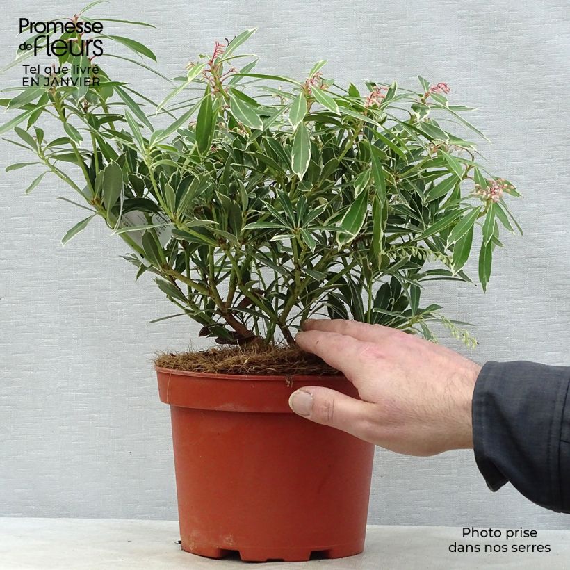 Pieris japonica Flaming Silver - Andrómeda Maceta 4L/5L Ejemplar entregado en invierno