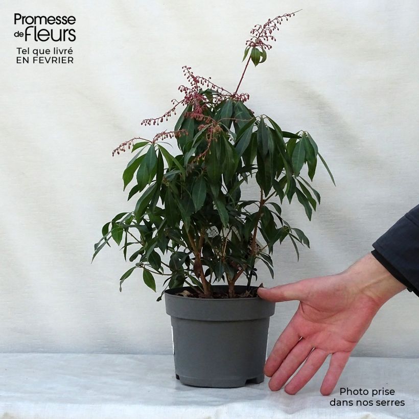 Pieris japonica Katsura - Andrómeda Maceta 2L/3L Ejemplar entregado en invierno