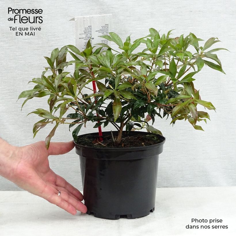 Pieris japonica Katsura - Andrómeda Maceta 2L/3L Ejemplar entregado en la primavera