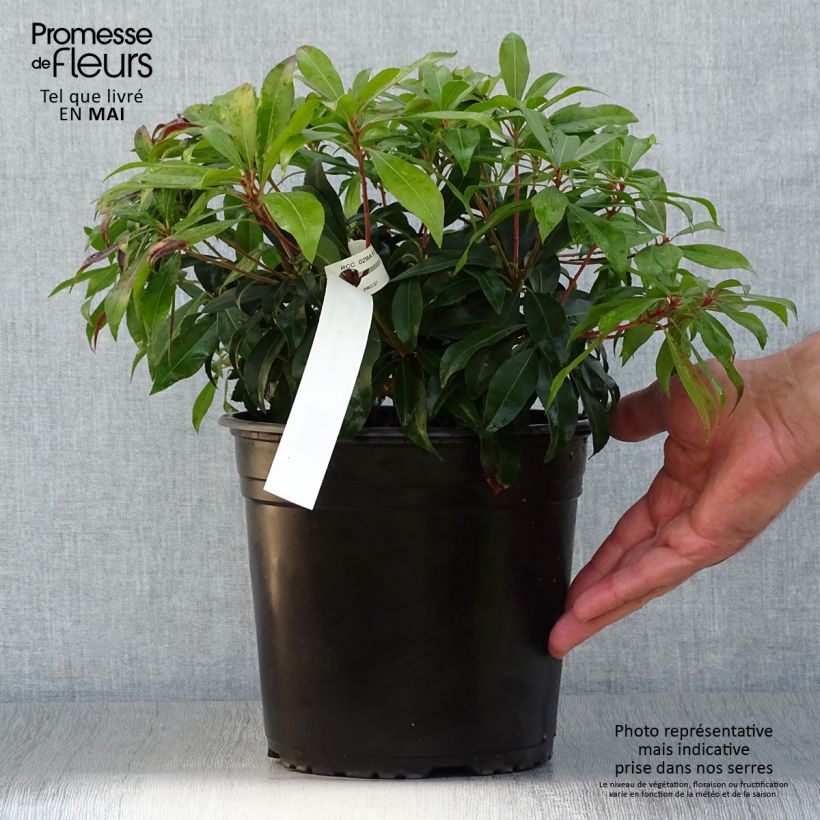 Pieris japonica Katsura - Andrómeda Maceta 4L/5L Ejemplar entregado en la primavera