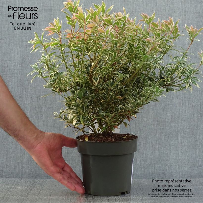 Ejemplar de Pieris japonica Little Frosty - Andrómeda Maceta 2L/3L entregado en verano