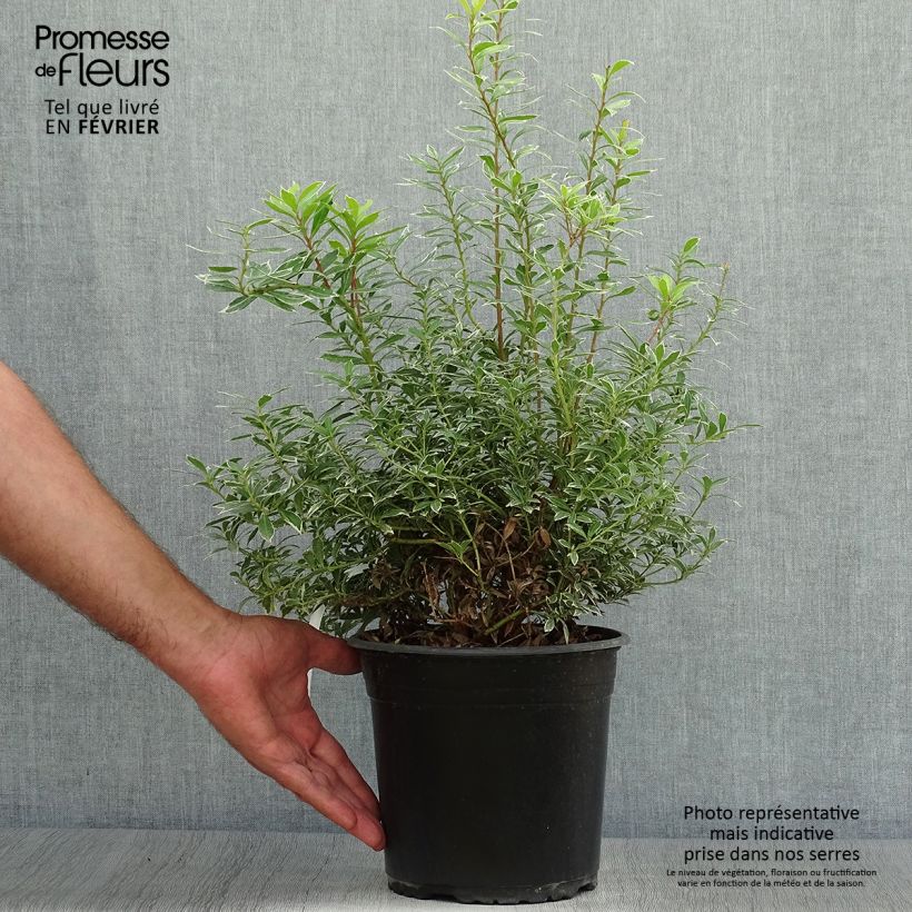 Ejemplar de Pieris japonica Little Goldy - Andrómeda Maceta 4L/5L entregado en otoño