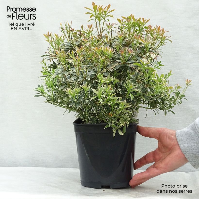 Pieris japonica Little Heath - Andrómeda Maceta 2L/3L Ejemplar entregado en la primavera