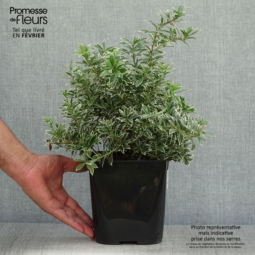 Ejemplar de Pieris japonica Little Heath Variegata - Andrómeda Maceta 2L/3L entregado en otoño