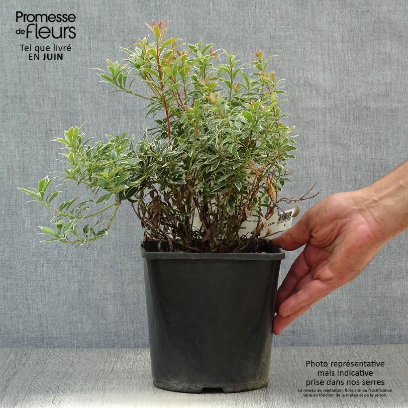 Ejemplar de Pieris japonica Little Heath Variegata - Andrómeda Maceta 2L/3L entregado en verano