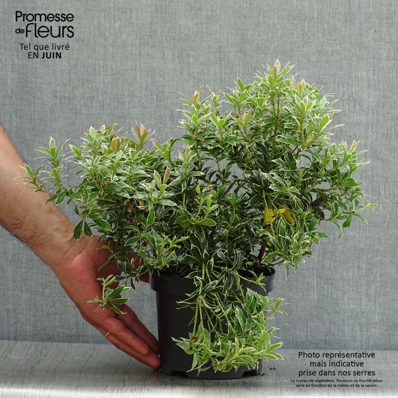 Ejemplar de Pieris japonica Little Heath - Andrómeda Maceta 2L/3L entregado en verano